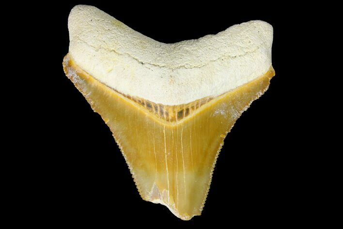 Serrated, Fossil Megalodon Tooth - Bone Valley, Florida #145098